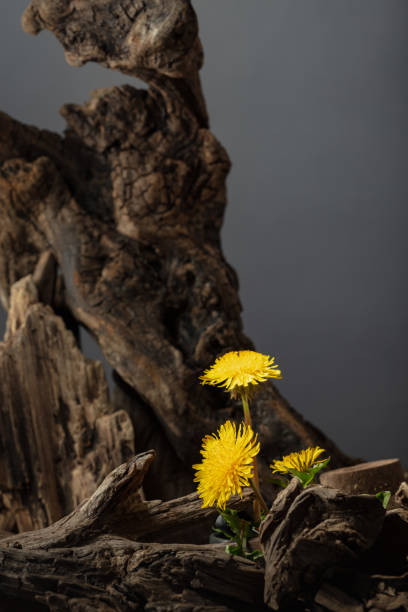 Dandelion flowers sprouted among dry driftwood. Concept on the theme of ecology and life. Copy space.