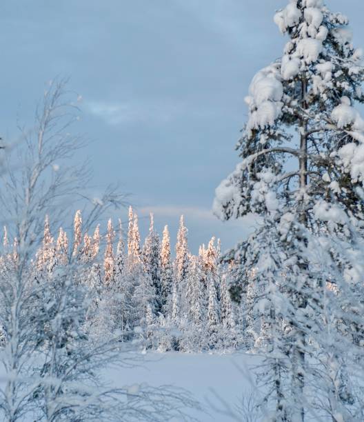 istock The snowy forest illuminated by sunrise 2153836958