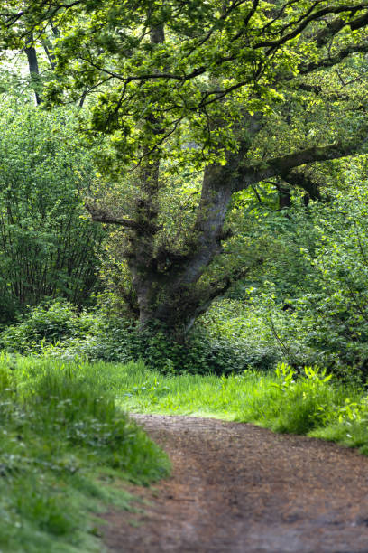 istock Countryside footpath Surrey England 2153837131