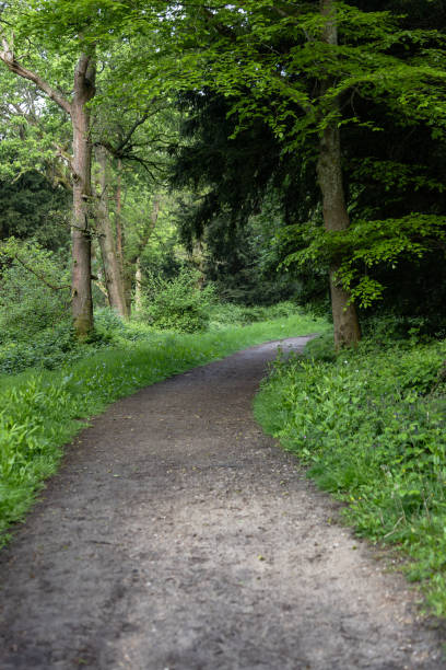 Surrey Hills forest footpath early morning walk near Guildford Surrey England