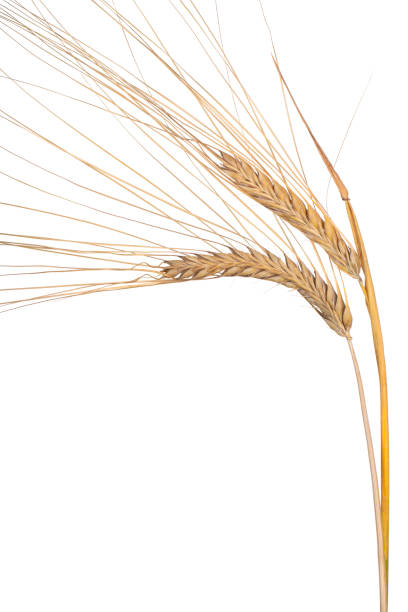 istock ears of barley 2153837333