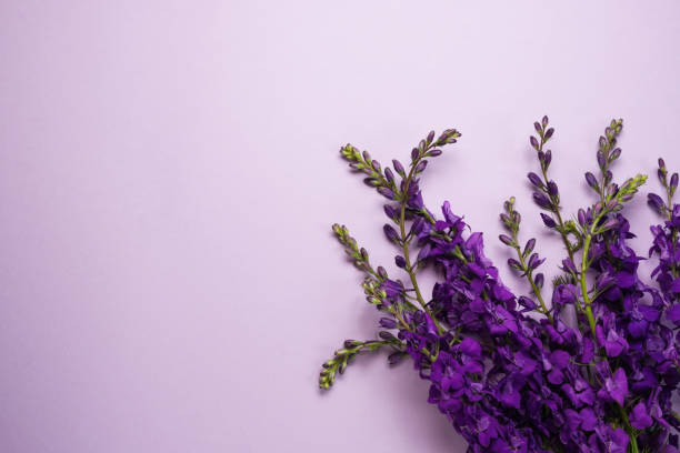 istock Purple delphinium floral flat lay on a pink background. Top view. Space for text. 2153839254