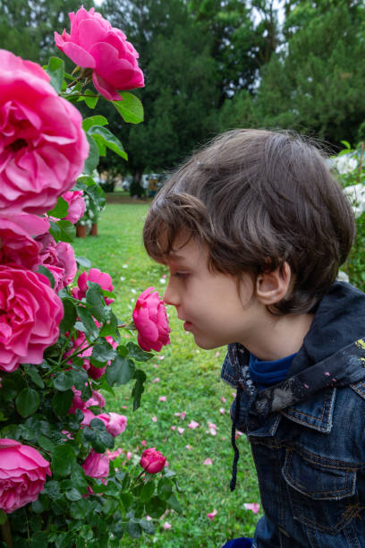 istock Child smelling pink roses in garden 2153840199