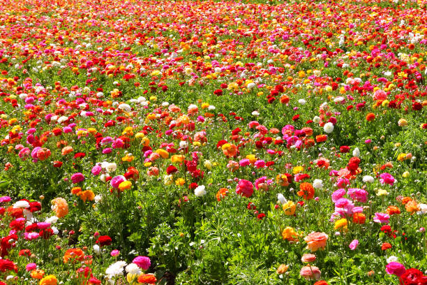 istock Spring blossoming of magnificent garden buttercups 2153840409