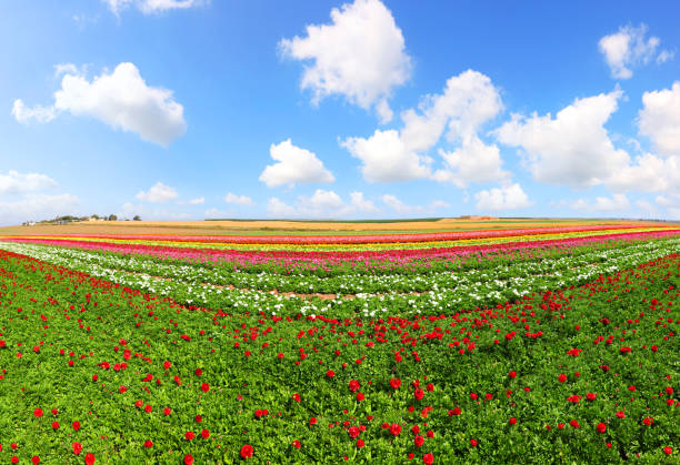 Amsterdam tulip greenhouse in the Netherlands