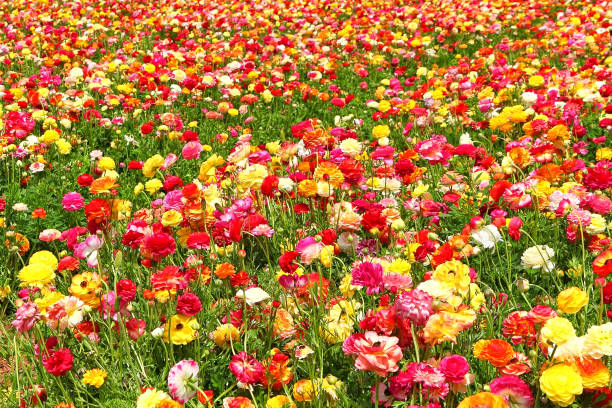 istock Spring blossoming of magnificent garden buttercups 2153840448