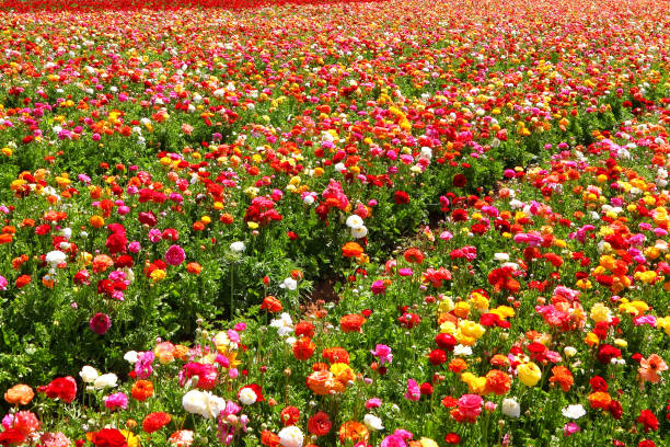 istock Spring blossoming of magnificent garden buttercups 2153840457