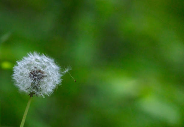 istock Dandelion seed about to fly away from the seedhead 2153841973
