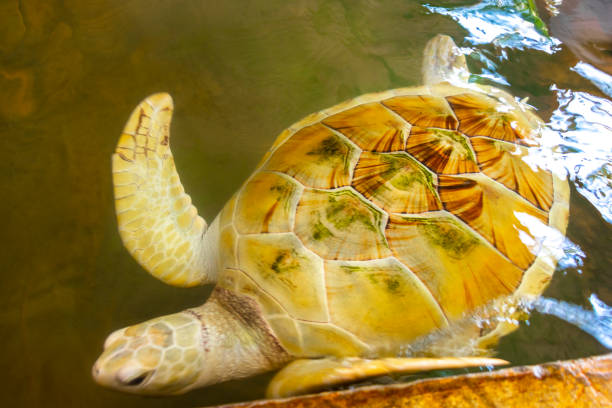 A turtle and a school of fish are swimming in the aquarium