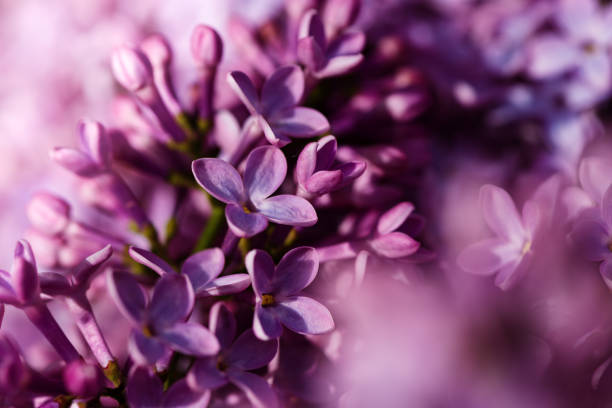 istock Macro shot bright violet lilac flowers. Abstract romantic floral background. 2153843888
