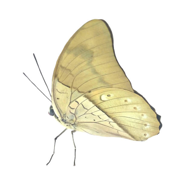 istock Tropical Butterfly Isolated on White Background. 2153845326