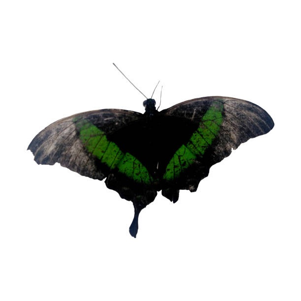green butterfly. natural insect. isolated on white background