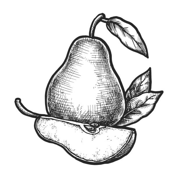 Pera Draw 5.000+ How To Draw A Pear Fotografías de stock, fotos e imágenes libres ...