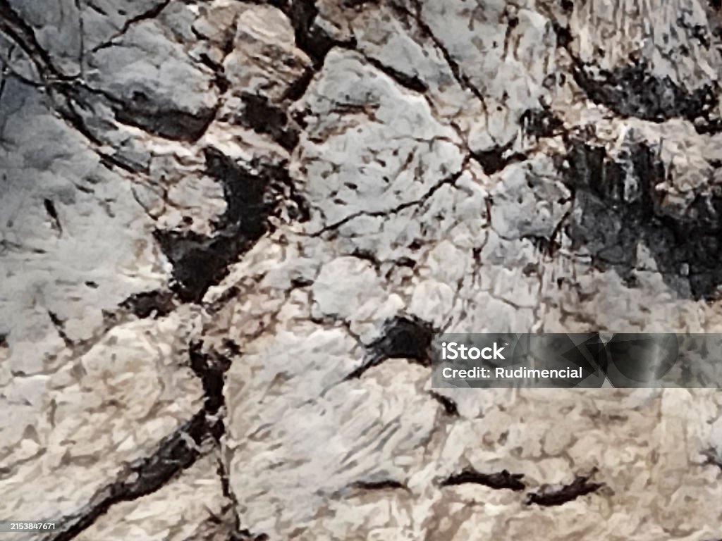 Dinosaur Bones Texture Background Stock Photo - Download Image Now