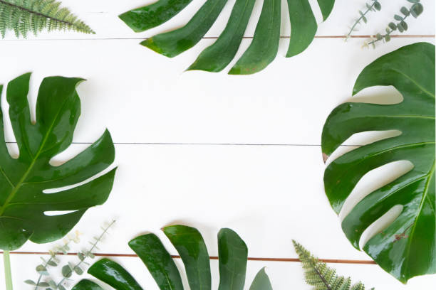 istock Tropical leaves, summer vacational background 2153849063