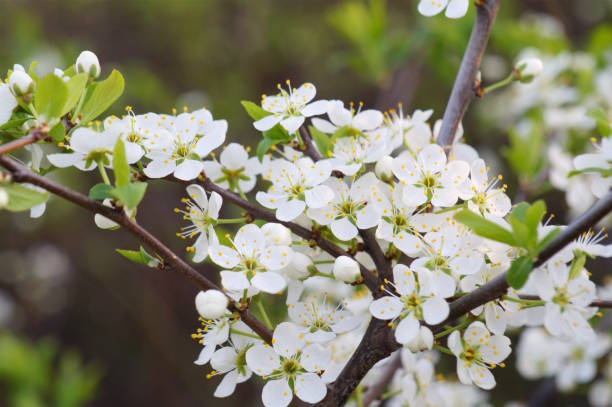 istock Cherry blossoms. Beautiful wildflowers in spring. A flowering tree. 2153850000