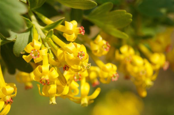 istock A flowering branch of currant.  It's springtime. Blossom. 2153850006