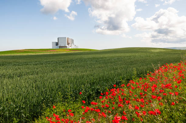 Poppy flowers on the edge of a field in late June, with Torness nuclear power station on the horizon.