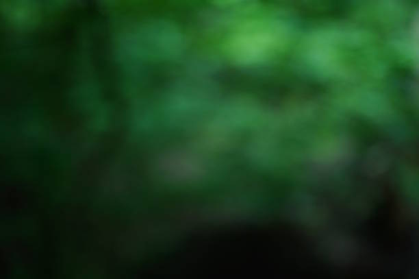 istock Blurred dark green background. The trees in the grove. 2153850051
