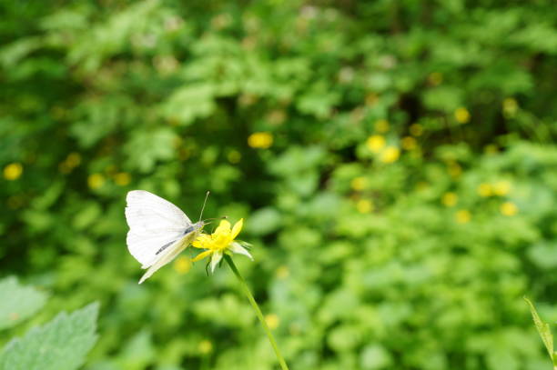 A small beautiful butterfly on a background of green grass.