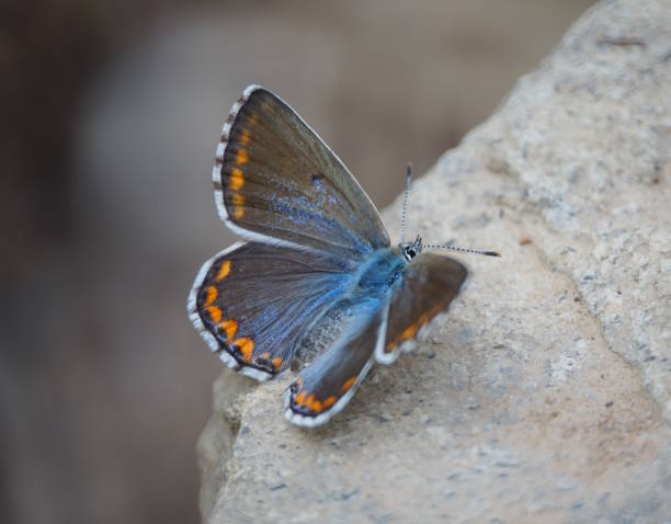 istock A beautiful butterfly sits on a stone. 2153850175