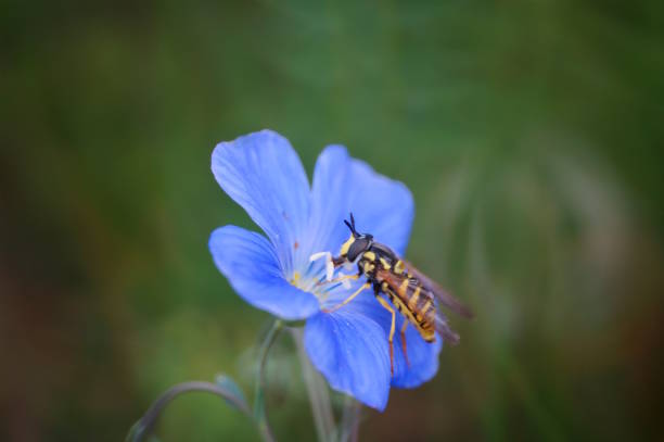 istock The bee collects nectar from the flowering flax. 2153850177