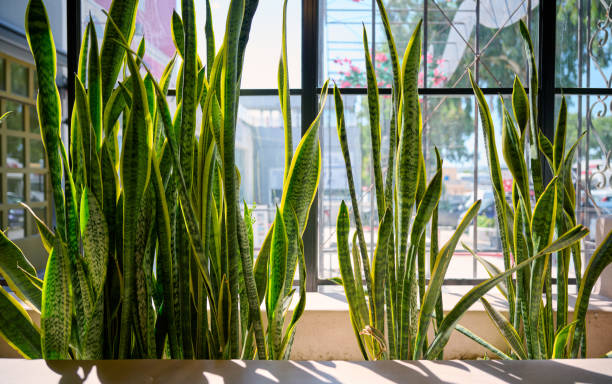 istock Sansevieria on a window, Santorini, Cyclades Islands, Greece 2153850801