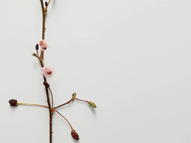 istock Branch and pink flowers. 2153850830