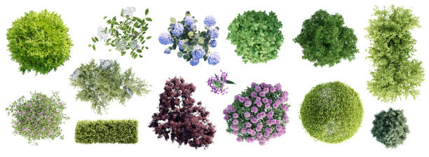 Different types of garden plants isolated on white background. Top view.  3D render.