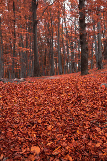 October forest vivid orange falling foliage natural outdoor environment space, vertical photo