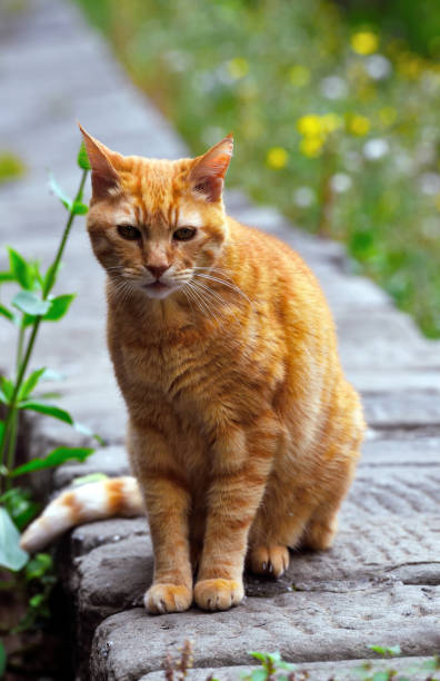 istock wild cat on the street 2153854206