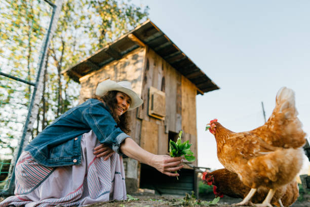 istock Smiling woman enjoying farm life while feeding her chickens 2153855715
