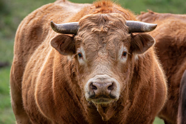 portrait of blonde bull or cow looking at camera from Salamanca
