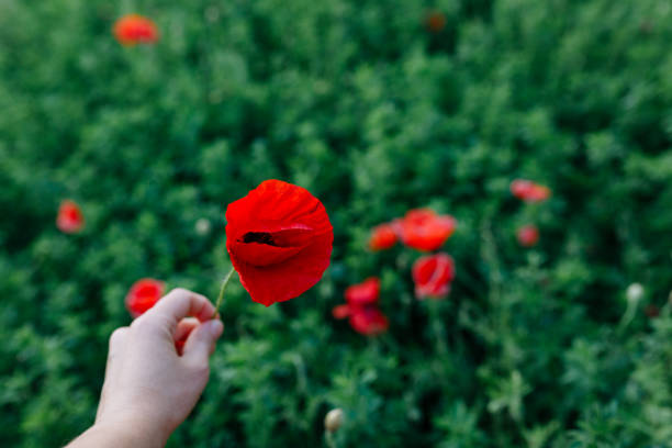 istock hand holding a poppy flower against green grass 2153858766
