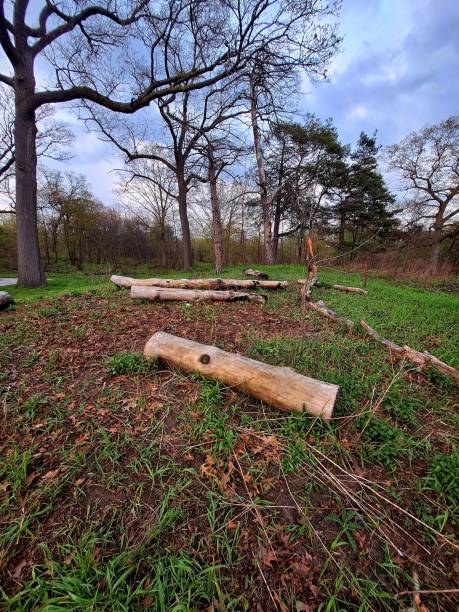 istock Nature, Green Trees, Dry Logs, Parks, 2153859385