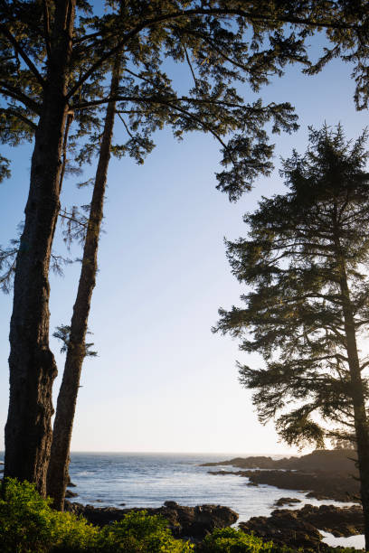 A view of Big Beach Picnic Park in Ucluelet, Vancouver Island, British Columbia, Canada at sunset.