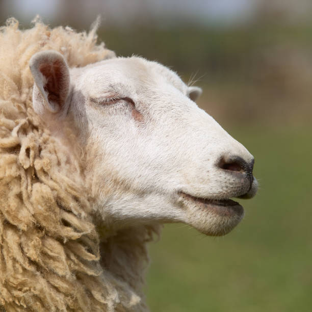 istock White Flemish sheep on meadow 2153860929