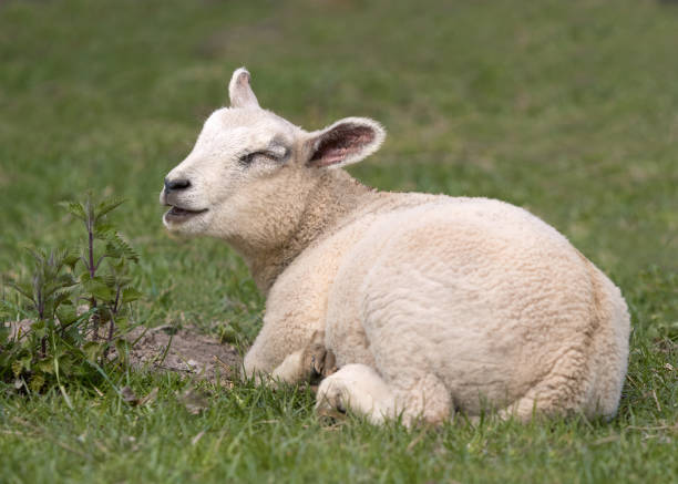 istock Portrait of a white lamb 2153860931