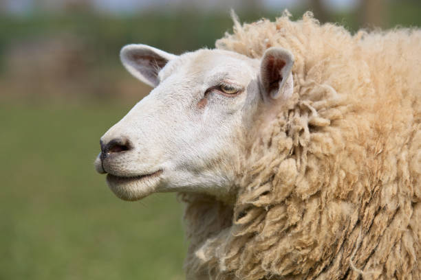 istock White Flemish sheep on meadow 2153860932