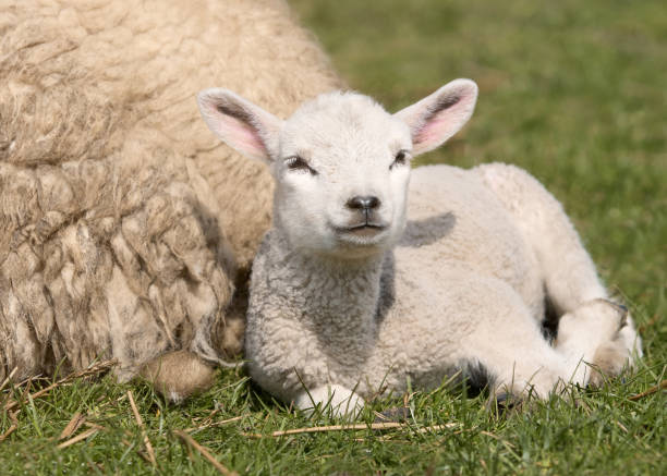 istock Portrait of a white lamb 2153860934