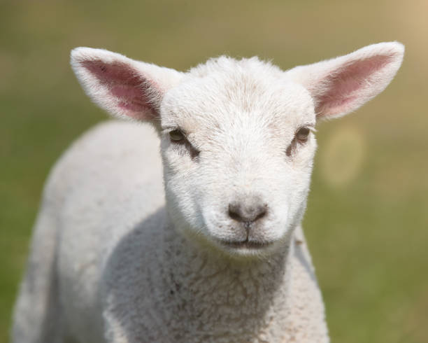 istock Portrait of a white lamb 2153860938