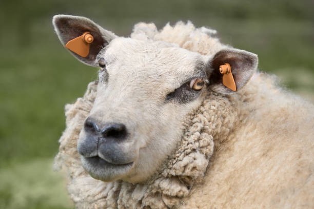 istock White Flemish sheep on meadow 2153860955