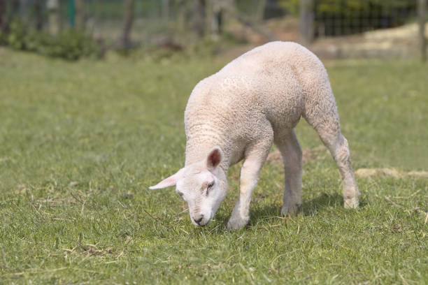istock Portrait of a white lamb 2153860956