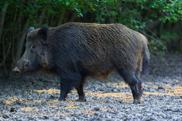 istock Dominant wild hog in the forest 2153861146