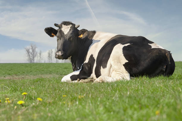istock Rural scene with cattle on pasture 2153861215