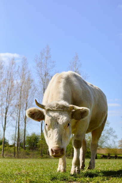 Rural scene with cattle on meadow