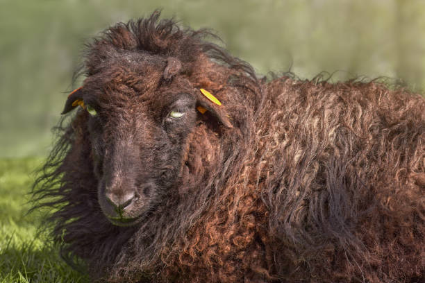istock Brown ewe ouessant sheep outdoor in garden 2153861237