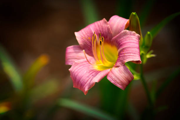 One single pink Day Lily flower, blooming with soft background