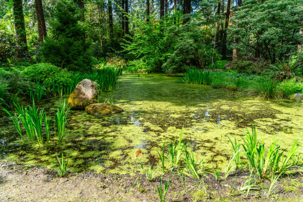 A view of a pond at a garden in Federal Way, Washington.