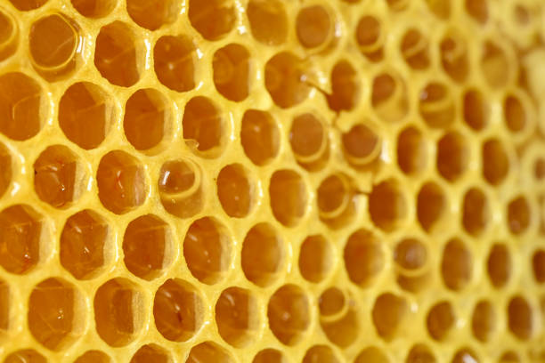 Closeup of honeycomb with honey